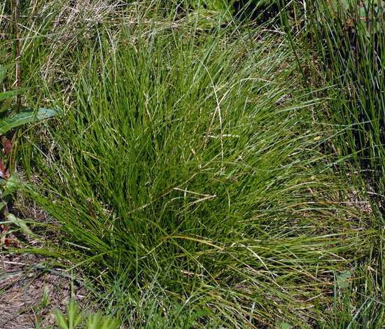 Carex remota whole