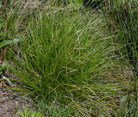 Carex Remota () Carex Remota