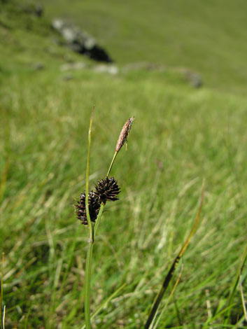 Carex saxatilis whole