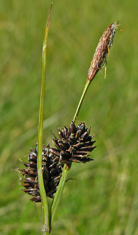 Carex saxatilis close