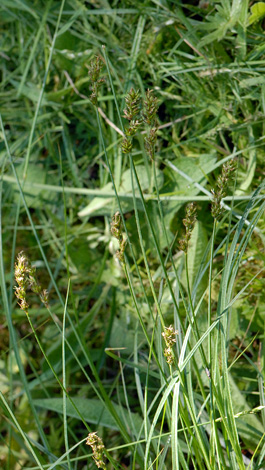 Carex spicata close
