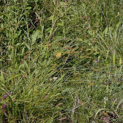 Carex spicata whole