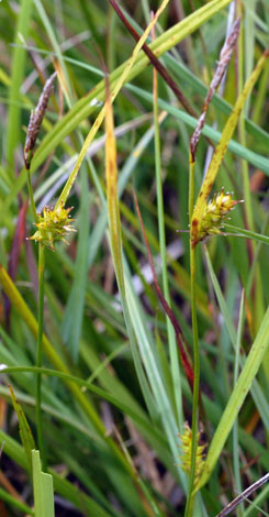 Carex x fulva close