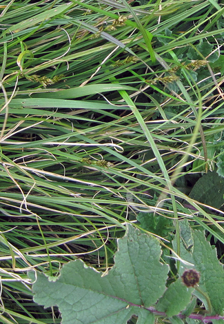 Carex x ludibunda close