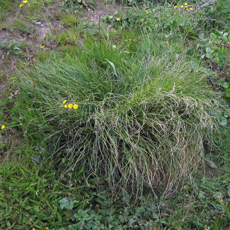 Carex x ludibunda whole