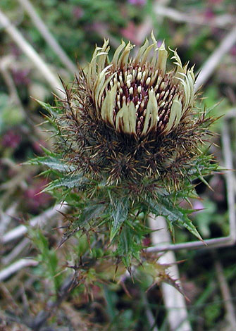 Carlina vulgaris close