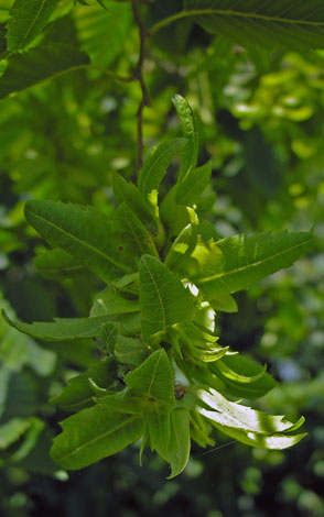 Carpinus betulus fruit