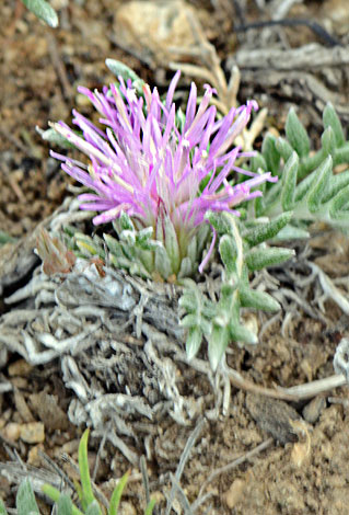 Carthmus mitissimus close