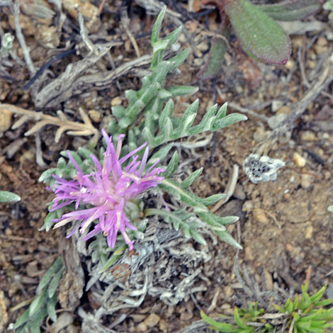 Carthmus mitissimus whole