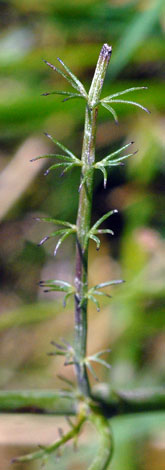 Carum verticillatum leaf