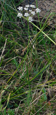 Carum verticillatum whole