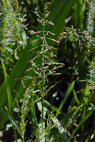 Catabrosa aquatica