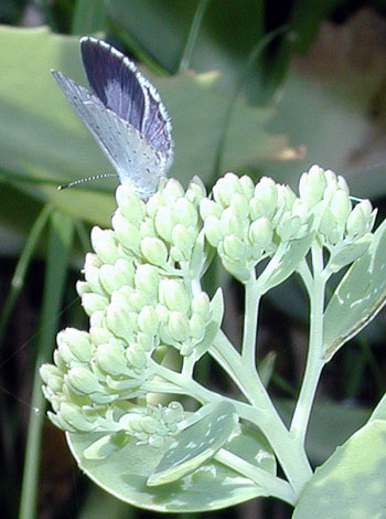 Celastrina argilous