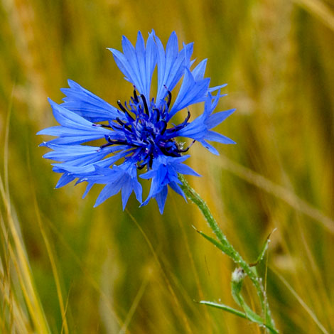 Centaurea cyanus close