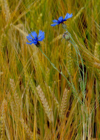 Centaurea cyanus whole