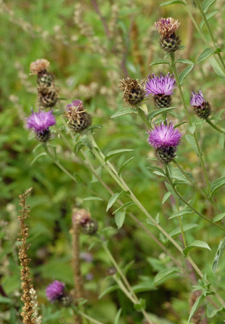 Centaurea debeauxii close