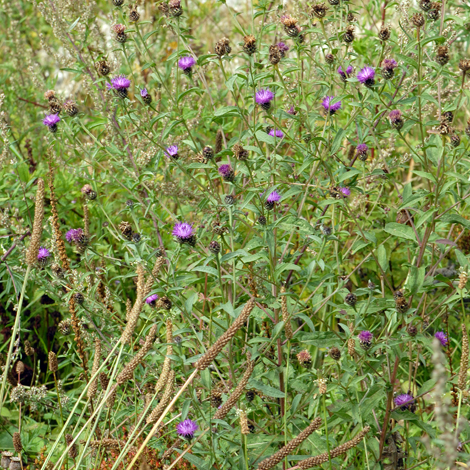 Centaurea debeauxii whole