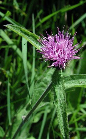 Centaurea nigra close
