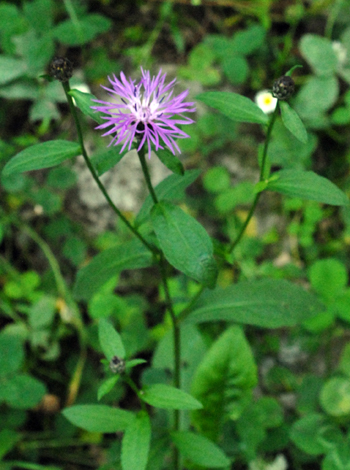 Ceantaurea nigrescens close