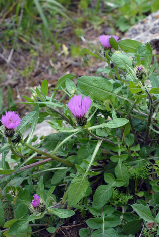 Centaurea pullata whole