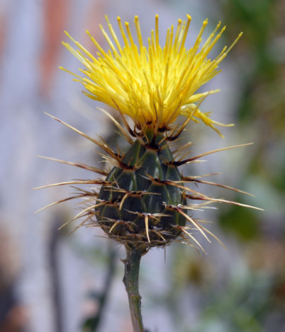 Centaurea solstitialis flower