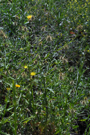 Centaurea solstitialis whole