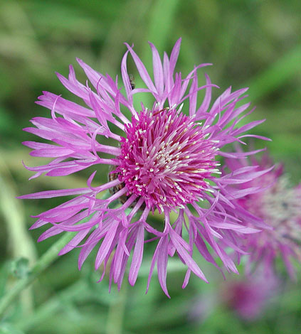 Centaurea scabiosa close1
