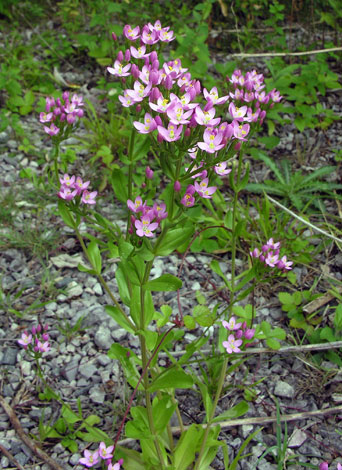 Centaurium erythraea whole