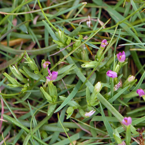 Centaurium pulchellum