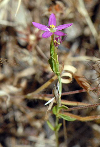 Centuarium tenuiflorum close