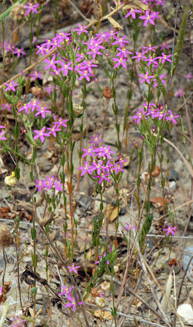 Centuarium tenuiflorum whole
