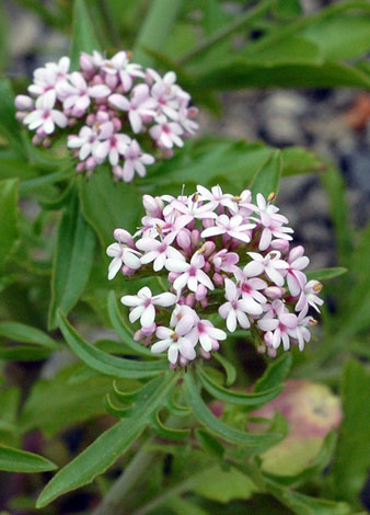 Centranthus macrosiphon close