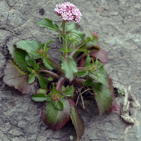 Centranthus macrosiphon whole