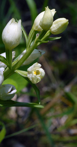 Cephalanthera damasonium close