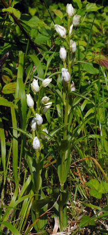 Cephalanthera damasonium whole