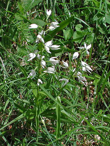 Cephalanthera longifolia Slovenia