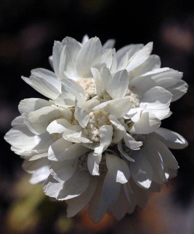 Cephalipterum drummondii flower