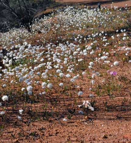 Cephalipterum drummondii habitat