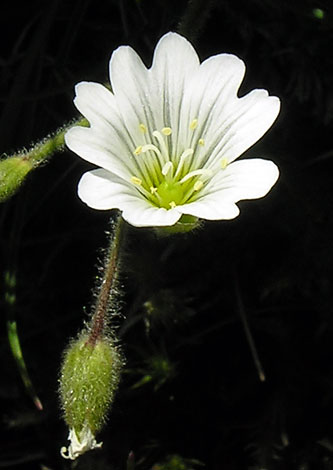 Cerastium alpinum close