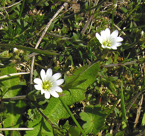 Cerastium arvense