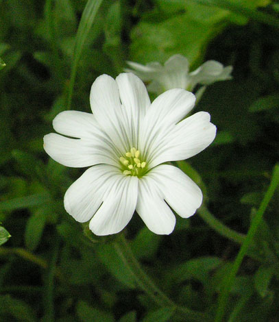 Cerastium arvense x C. tomentosum flower