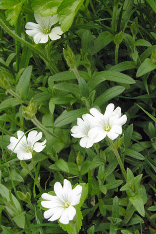 Cerastium arvense x C. tomentosum