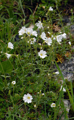 Cerastium cerastoides whole
