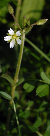 Cerastium fontanum whole