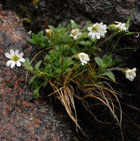 British Wild Plant Cerastium nigrescens Arctic Mouseear