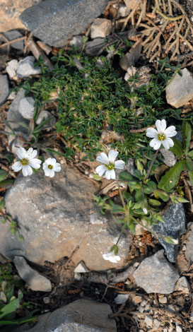Cerastium scaposum