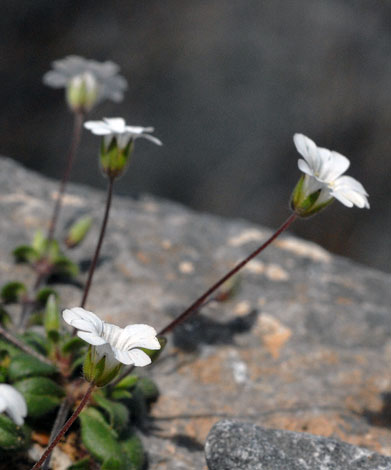 Cerastium scaposum