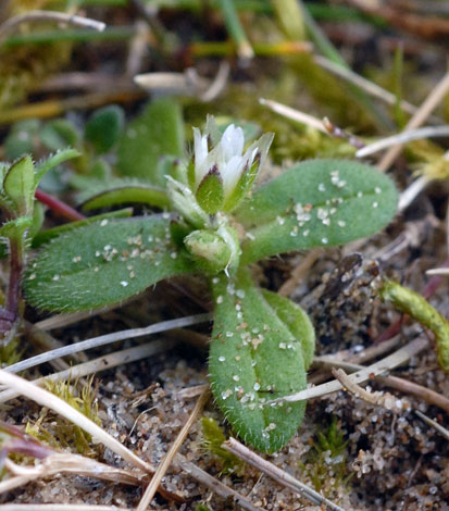 Cerastium semidecandrum