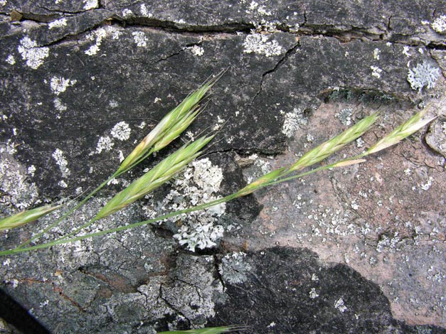 Ceratochloa carinata