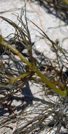 Ceratophyllum submersum close